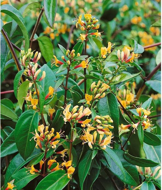 Lonicera Henryi Copper Beauty Immergrüne Geißblatt Pflanze 60–100 cm - Bild 1