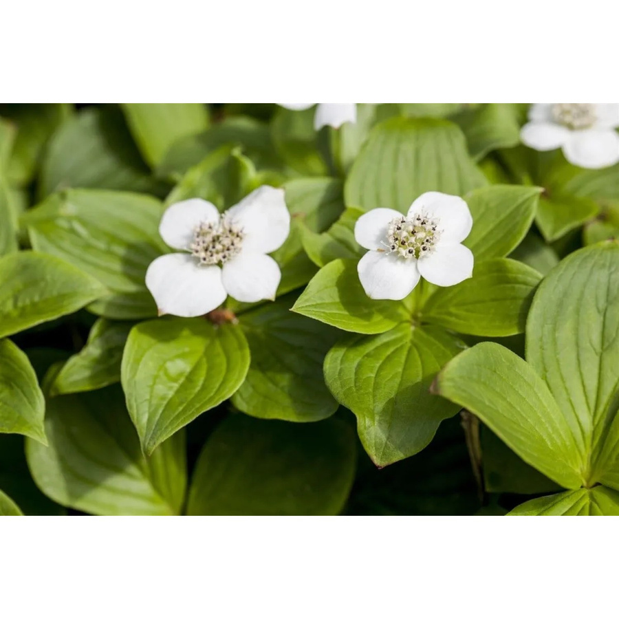Cornus Canadensis Teppich-Hartriegel als bodendeckende Gartenpflanze mit weißen Blüten im Topf - Bild 2