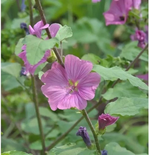 Lavatera Olbia Buschmalve Burgundy Wine rote Staude - Bild 1