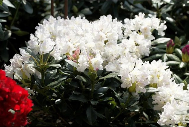 Rhododendron Cunningham's White weißer Zierstrauch für den Garten, Höhe: 60–70 cm - Bild 1