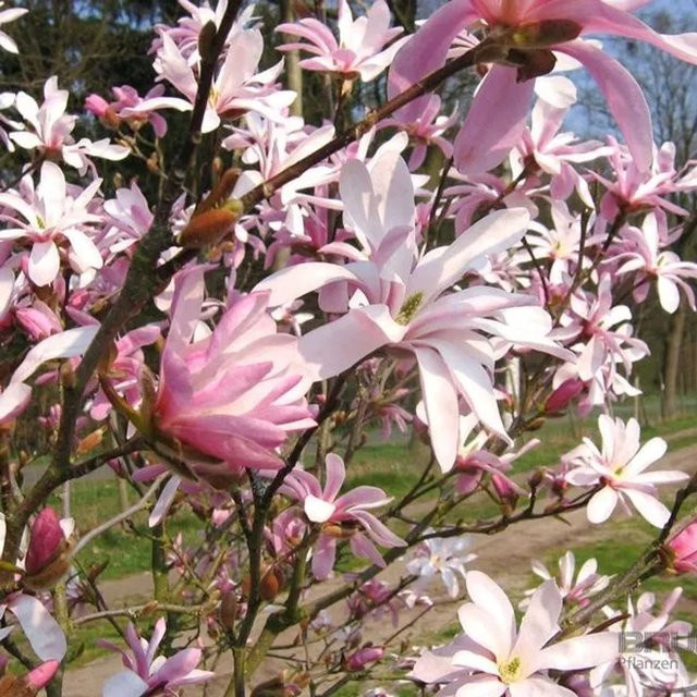 Arborix Magnolie Leonard Messel Magnolia oebneri mit hellrosa Blüten, 50 bis 60 cm im Container - Bild 1