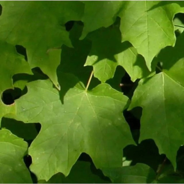 Echter Zuckerahorn Acer saccarum als Laubbaum für den Garten, Höhe: 100-125 cm - Bild 1
