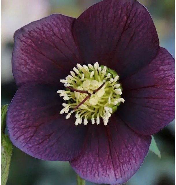 Christrose Lenzrose Blue Lady Helleborus orientalis in Blau - Bild 1