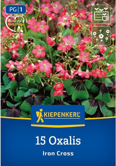 Kiepenkerl Glücksklee Iron Cross Zwiebeln rosa 15 Stück - Bild 1