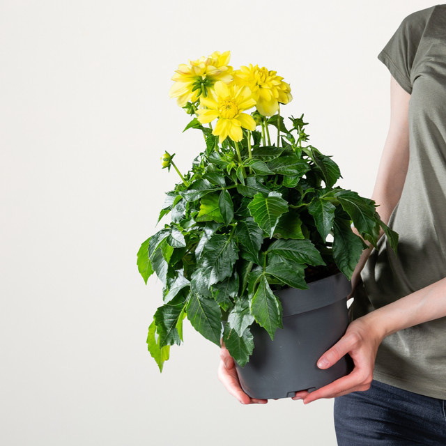 Gelbe Dahlie Staude von BLUME2000 - Bild 1