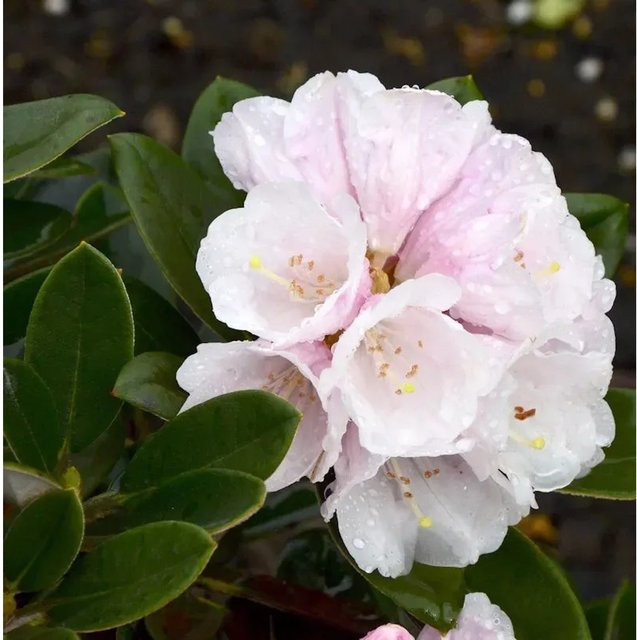 Rhododendron Silbervelours Rhododendron pachysanthum Blattschmuckpflanze in Weiß oder Rosa, Höhe: 30-40 cm - Bild 1