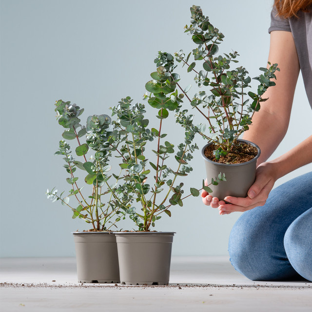 3er Set Eucalyptus gunnii von BLUME2000 in Silber, Blau und Grün - Bild 1
