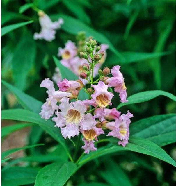 Schmalblättriger Trompetenbaum Summer Bells Chitalpa tashkentensis in Pink, Höhe: 100-125 cm - Bild 1