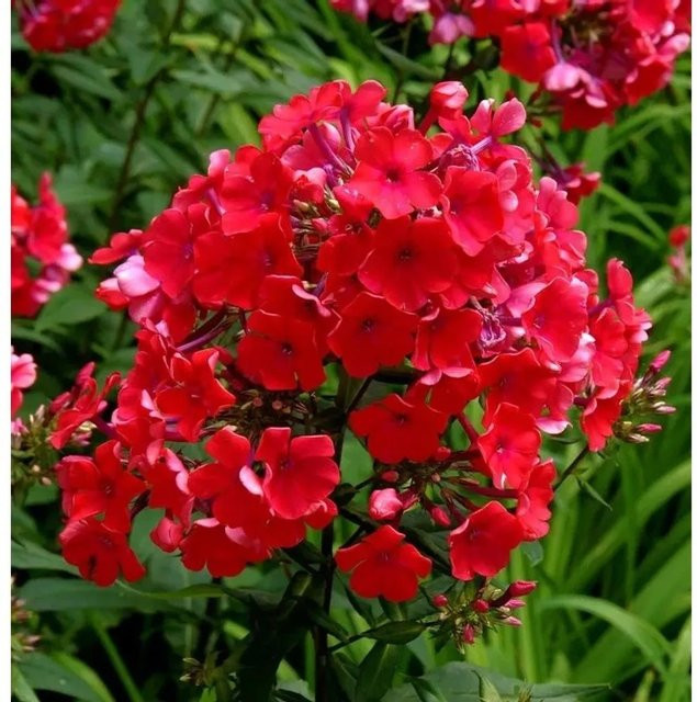 Hohe Flammenblume Red Riding Hood Phlox paniculata rote Beetpflanze von Nr-01.de - Bild 1