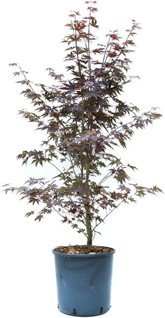 GROW by OBI Fächerahorn Bloodgood in Rot, Höhe: 80 - 100 cm - Bild 1