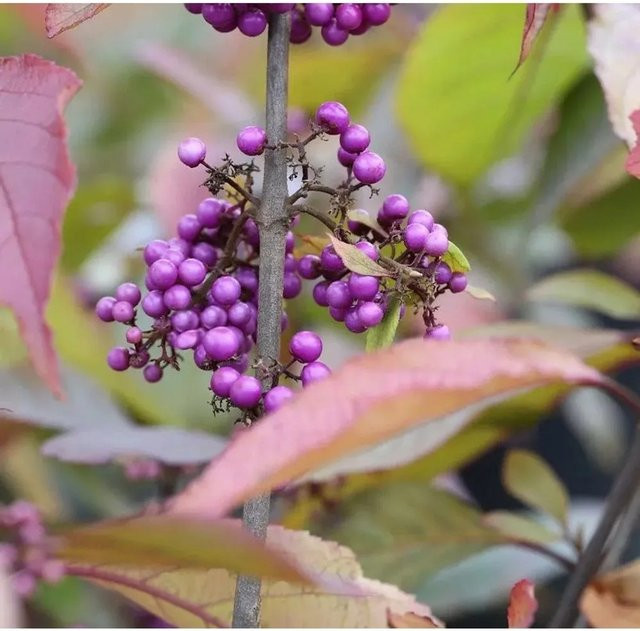 Callicarpa bodinieri Liebesperlenstrauch Schönfrucht Profusion Hochstamm, lila Zierstrauch für den Außenbereich, Höhe: 80-100 cm - Bild 1
