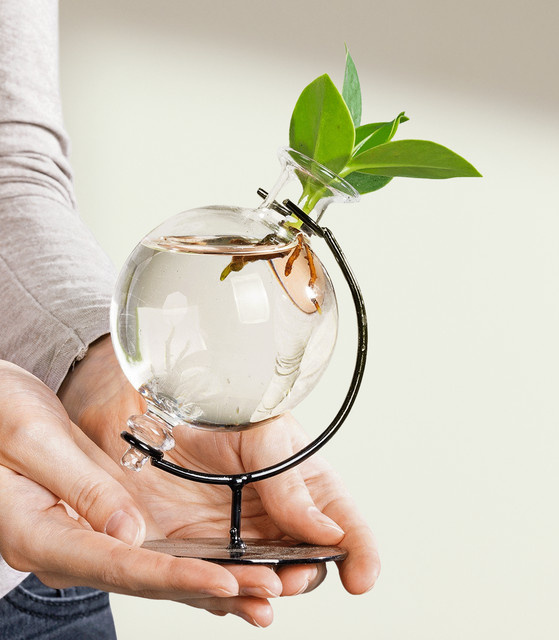 Wasserpflanze Clusia in transparentem Deko-Glas von BLUME2000, Grün - Bild 1