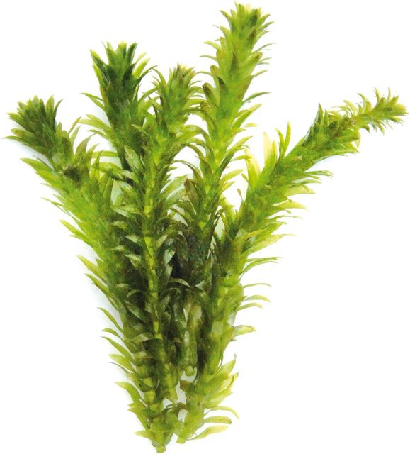 Dennerle Egeria Densa Aquariumpflanze für Aquarium und Gartenteich - Bild 1