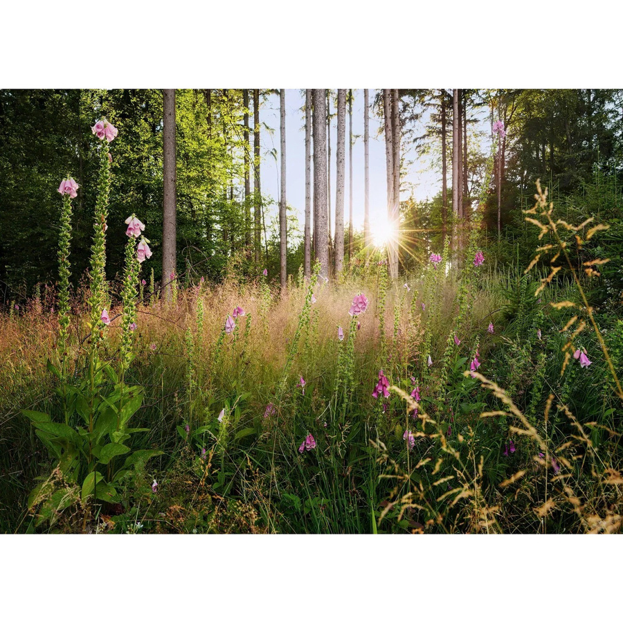 Komar Vliesfototapete Summer Glade Multicolor B: 350 cm, H: 250 cm - Bild 2