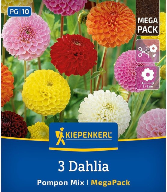 Kiepenkerl Pompon-Dahlien Mischung bunt, 3 Zwiebeln - Bild 1