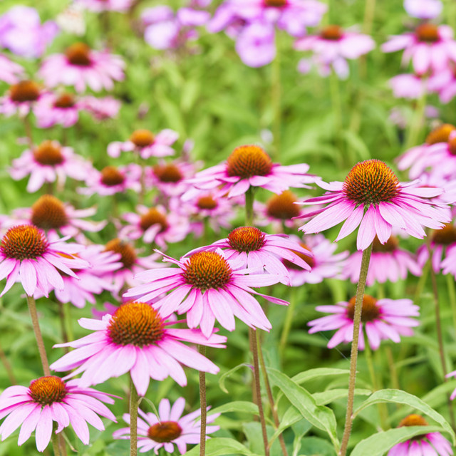 Zwerg-Sonnenhut Echinacea Kims Knee High in Rosa als mehrjährige Staude für Sommer und Herbst - Bild 1