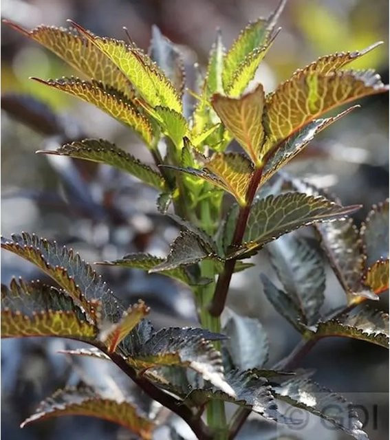 Sambucus nigra Schwarzer Säulen Holunder Black Tower Beerenstrauch - Bild 1