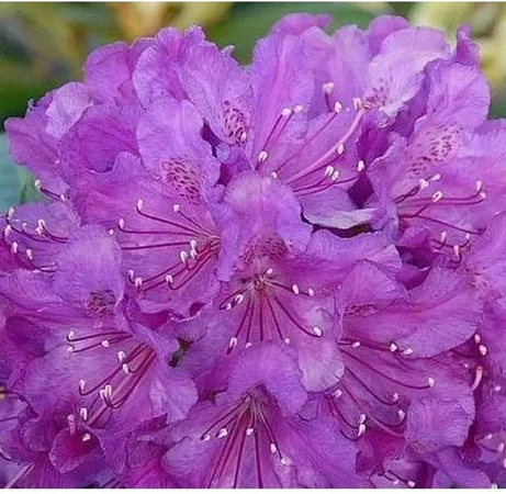 Rhododendron williamsianum Laguna von Bohlkens, Lupinenberg, Topfpflanze 25-30 cm