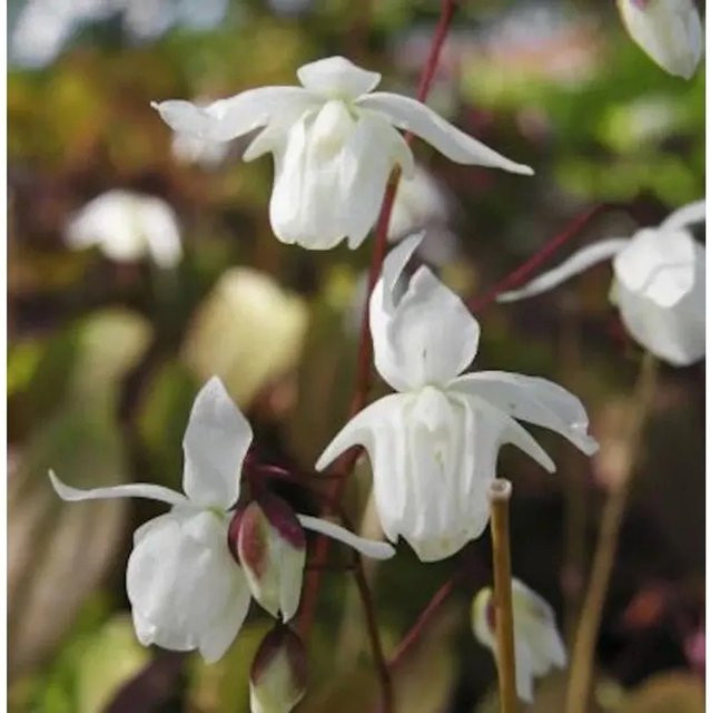 Epimedium grandiflorum Elfenblume Nanum Stauden Bodendecker von Nr-01.de - Bild 1