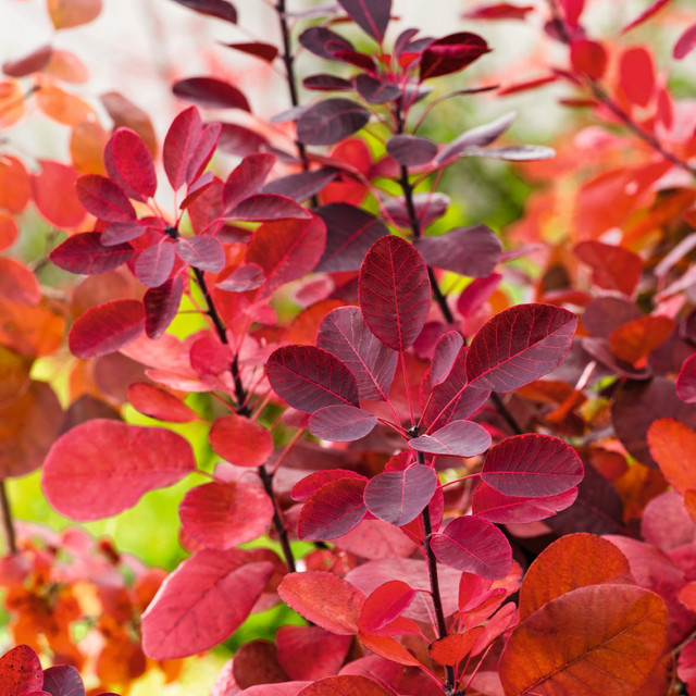 Cotinus coggygria Perückenstrauch Royal Purple von BLUME2000 als Zierstrauch für deinen Garten - Bild 1