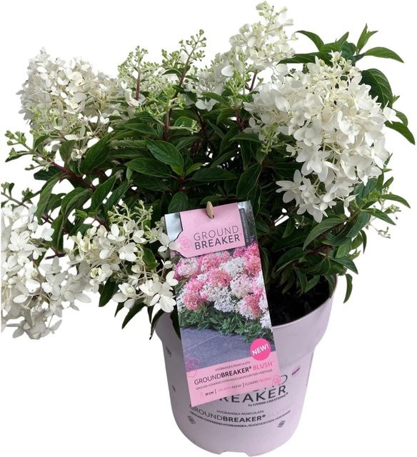 GROW by OBI Rispenhortensie Groundbreaker in Weiß und Pink, Höhe: 30-40 cm, Topfgröße: ca. 5 cm - Bild 1