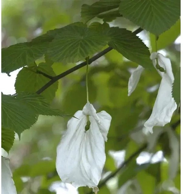 Somoma Taubenbaum Davidia involucrata mit weißen Blüten, Höhe: 125-150 cm - Bild 1