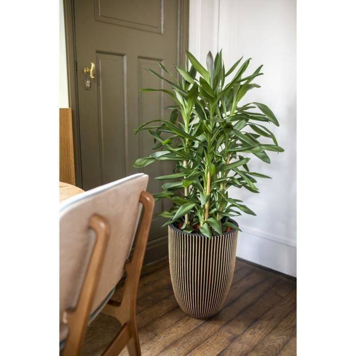 Capi Pflanzgefäß Groove Modern Schwarz und Gold Durchmesser: 46 cm, Höhe: 58 cm - Bild 2