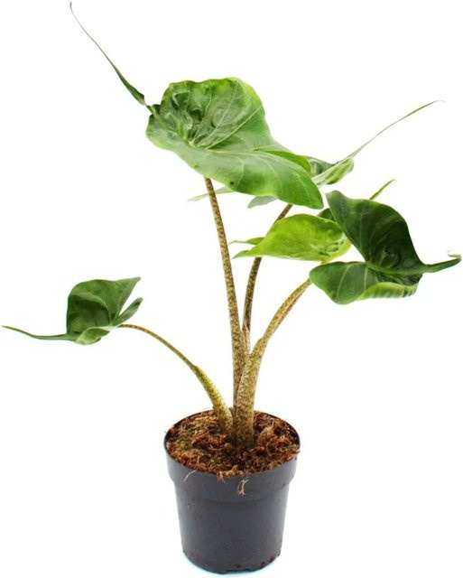 Exotenherz Alocasia Macrorrhiza Stingray Tropenwurz Rochenpfeilblatt, Grün, Topfgröße: 11 cm - Bild 1