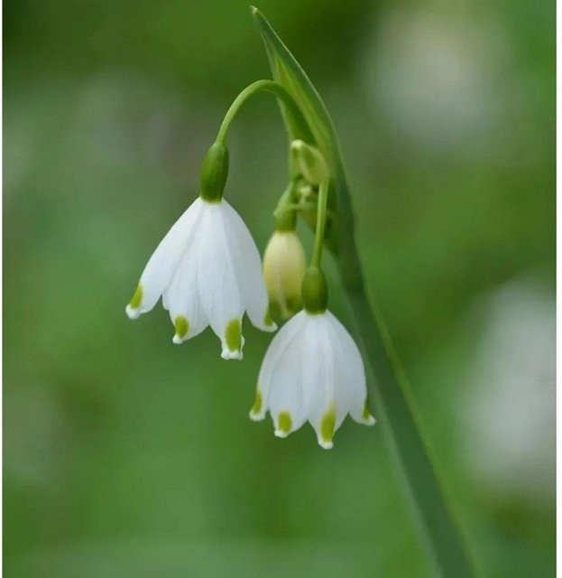 Sommer Knotenblume Gravetye Giant Leucojum aestivum weiße Staude für den Garten - Bild 1
