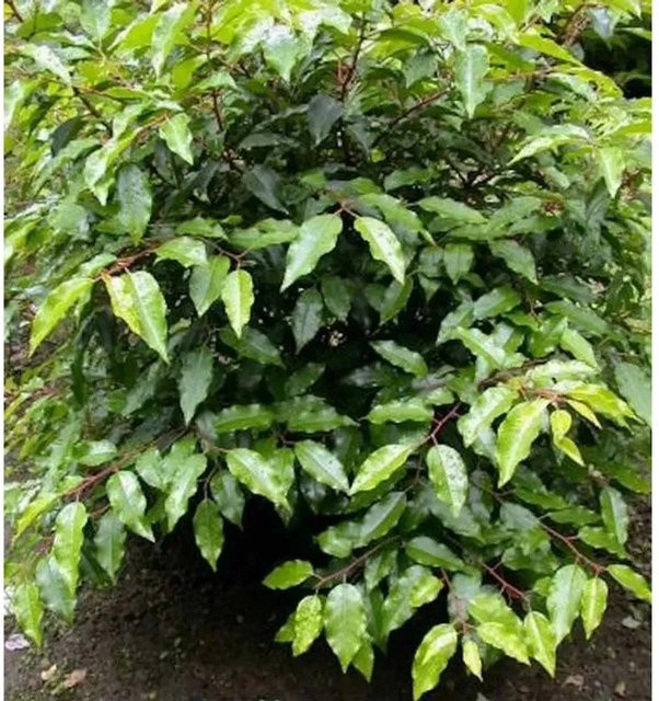 Portugiesische Lorbeerkirsche Prunus usitatinia Angustifolia als grüne Heckenpflanze, Höhe: 100-125 cm - Bild 1