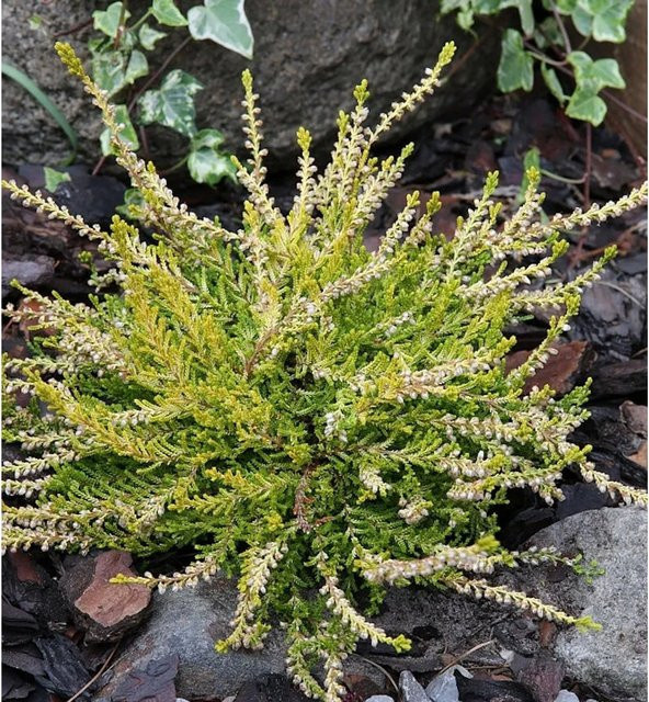 10x Besenheide Gold Haze Calluna vulgaris in Gold - Bild 1