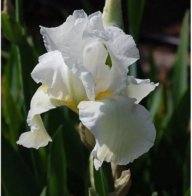 Schwertlilie Cliffs of Dover Iris barbata als Beetpflanze von Nr-01.de - Bild 1