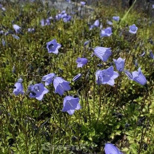 Zwergglockenblume Bavaria Blue Campanula cochleariifolia in Blau für Steingarten und Mauerfugen - Bild 1