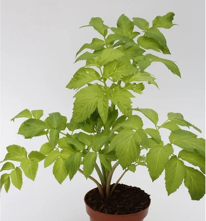 Echter Engelswurz Angelica archangelica als mehrjährige Pflanze von Nr-01.de