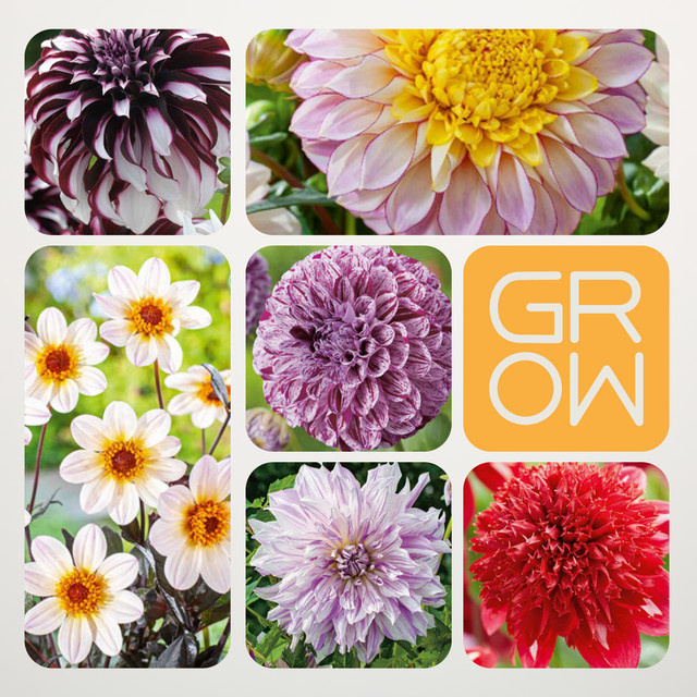BLUME2000 Dahliengarten Set mit 6 ornamentalem Knollen für deinen Garten - Bild 1