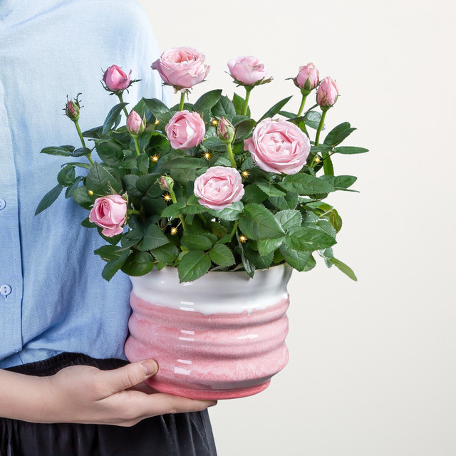 Rosenliebe Zimmerpflanze von BLUME2000 in Rosa im Topf - Bild 1