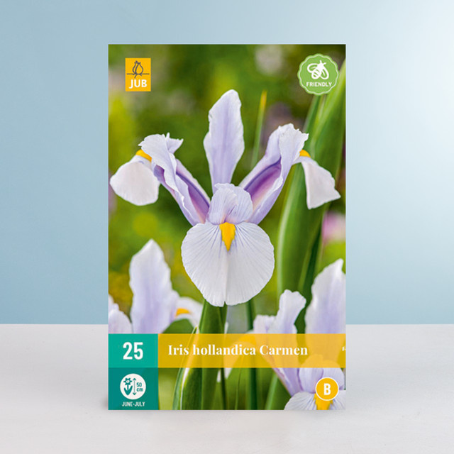 Schwertlilie Carmen Zwiebeln von BLUME2000 für Gartenbeet, Blumenkübel oder Balkonkasten, 25 Stück - Bild 1