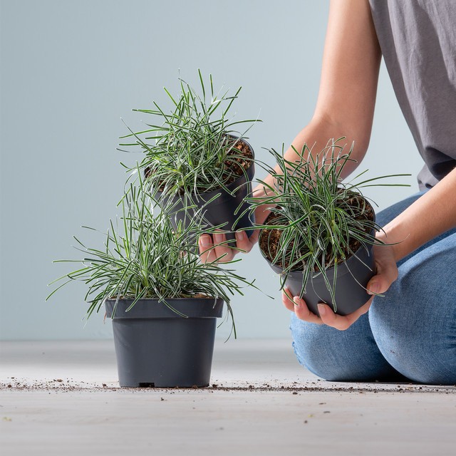 3er Set Moorbinse Ficinia truncata von BLUME2000 als Zierpflanze für sonnige bis halbschattige Standorte - Bild 1