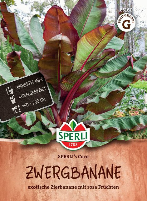 SPERLI Zwergbananen-Samen Coco - Bild 1