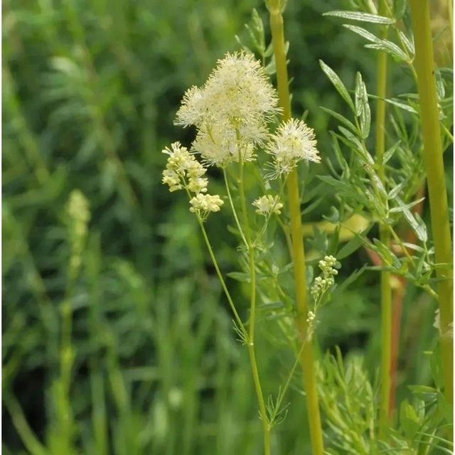 Glänzende Wiesenraute Thalictrum ucidum als mehrjährige Gartenpflanze von Nr-01.de - Bild 1