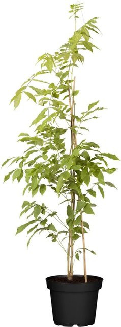 GROW by OBI Chinesischer Blauregen Wisteria sinensis kletternde Pflanze in Topf, Durchmesser: 17 cm - Bild 1