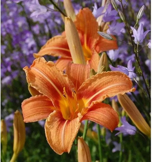 Wildform Taglilie Hemerocallis fulva in Orange von Nr-01.de - Bild 1