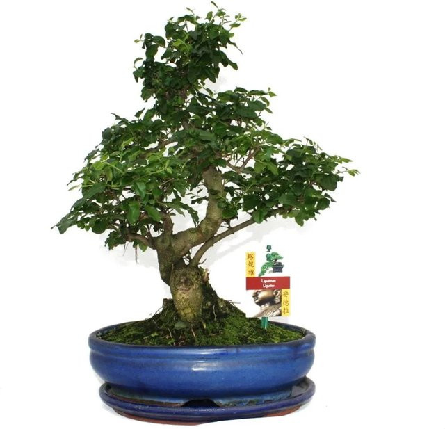 Exotenherz Bonsai Chinesischer Liguster Ligustrum Sinensis in grüner Schale - Bild 1