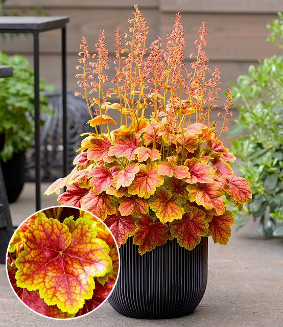 Heuchera Eternal Flame Pflanze - Bild 1