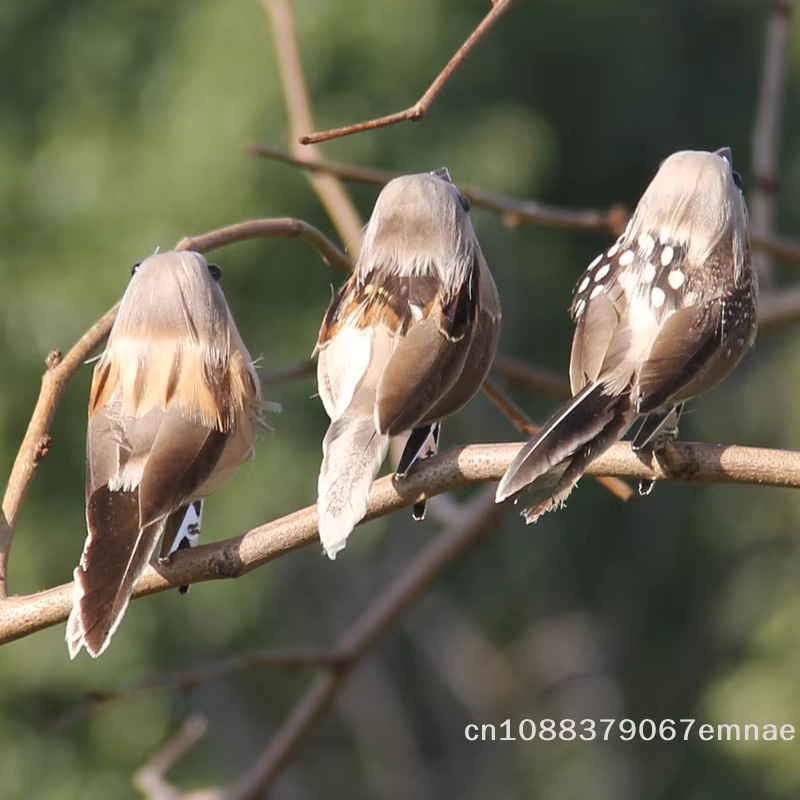 JETTING Künstlicher Spatz als Vogelfigur mit Ast zur Gartendekoration - Bild 1