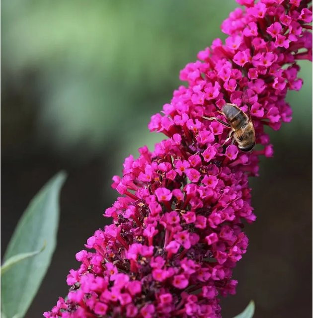 Buddleja Sommerflieder Royal Red in Rot und Pink, Höhe: 60-80 cm - Bild 1