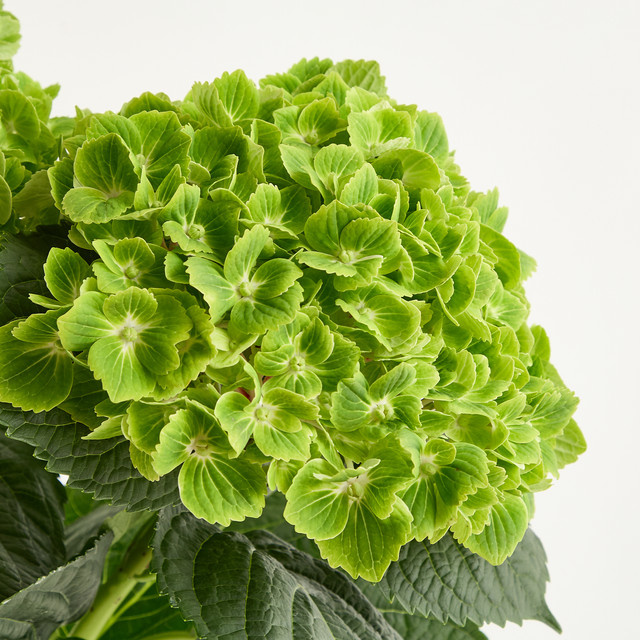Blume2000 Hortensie Green Single Stem - Bild 1