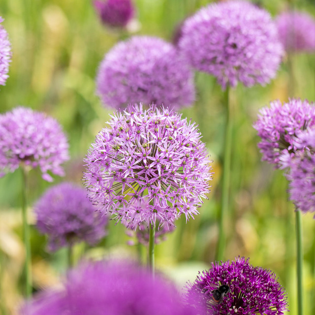BIO Allium Millenium Zierlauch Stauden von BLUME2000, 3 Stück - Bild 1