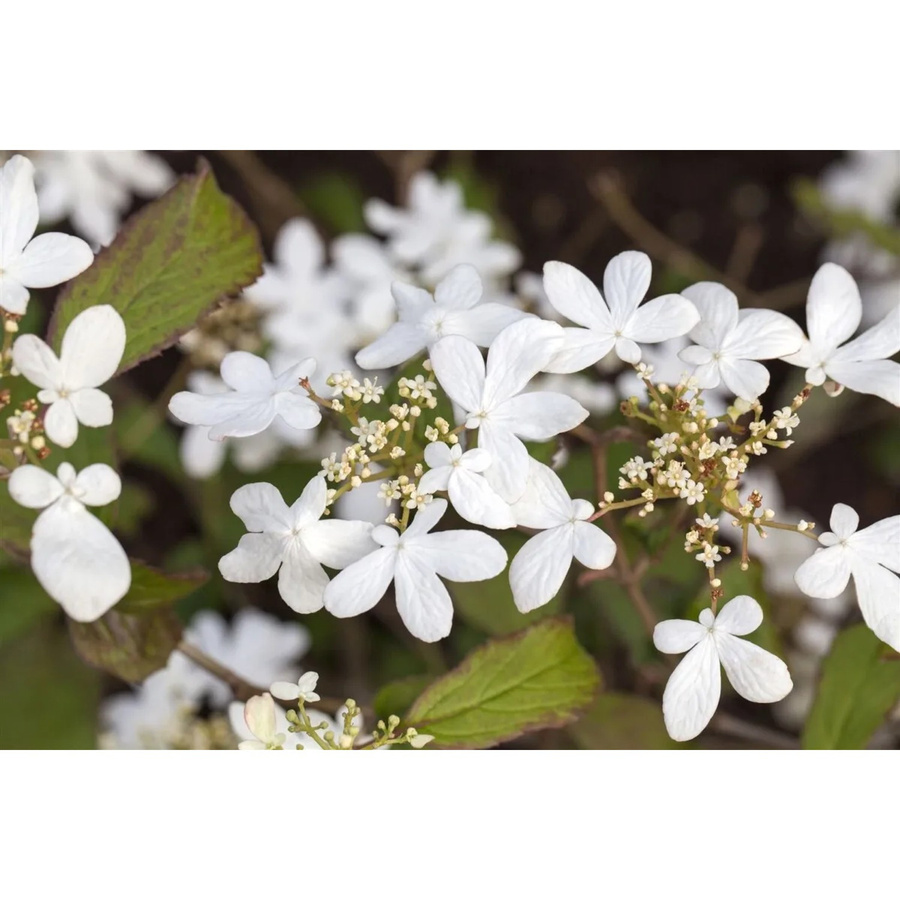 Japanischer Schneeball Viburnum Plicatum Watanabe, weißer Zierstrauch für den Garten, 100–125 cm - Bild 2