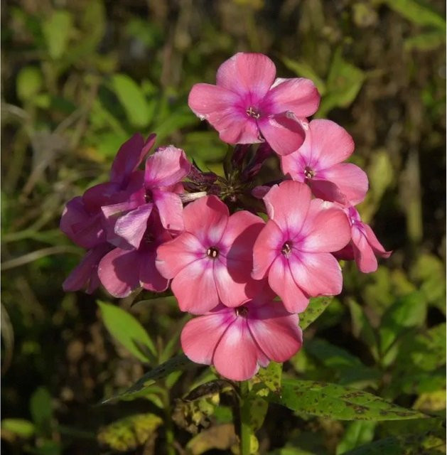 Hohe Flammenblume Sweet Summer Dream Phlox paniculata Beetpflanze von Nr-01.de - Bild 1